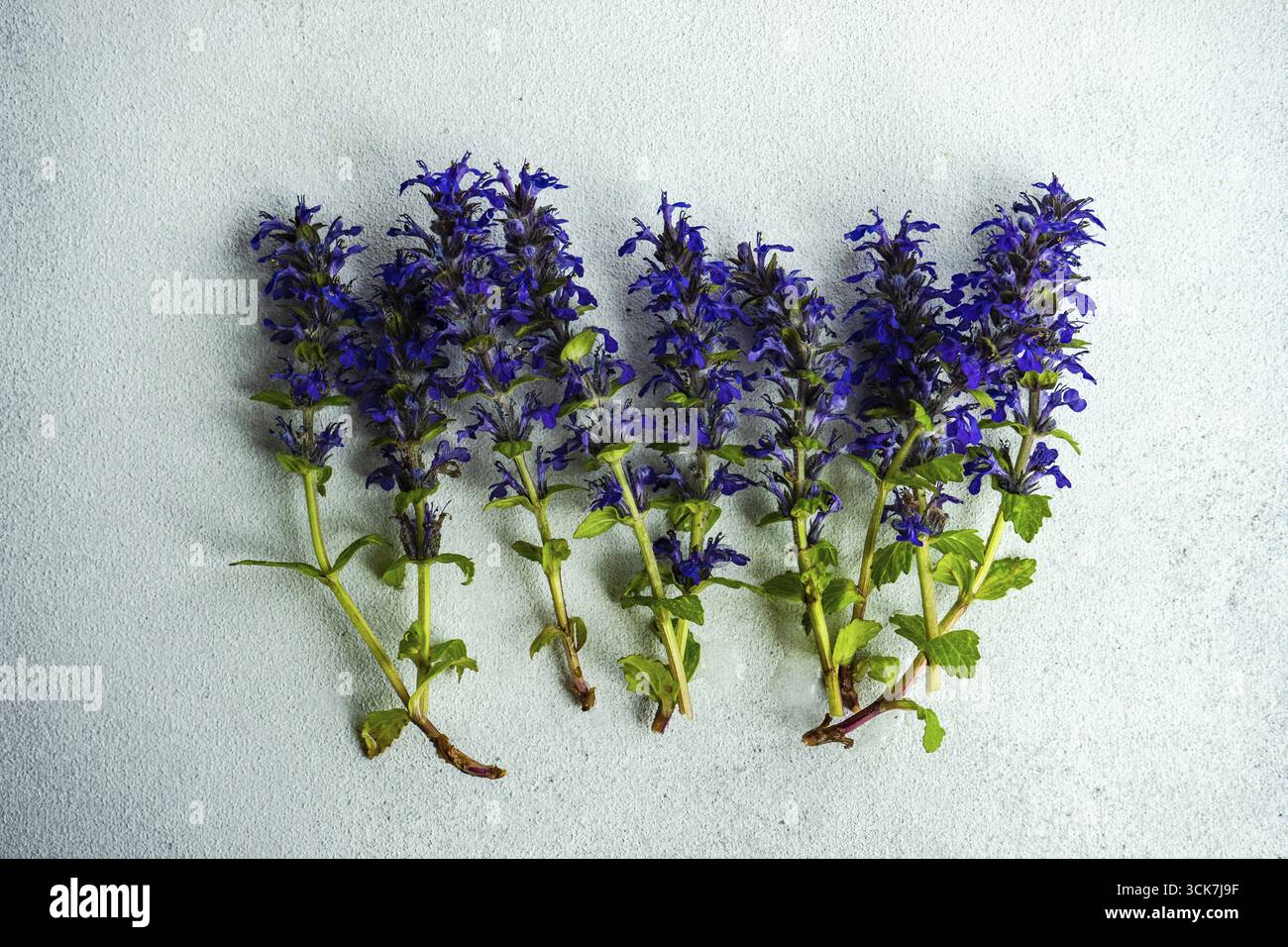 Sauge bleu vif ou fleurs de salvia sur fond de béton Banque D'Images