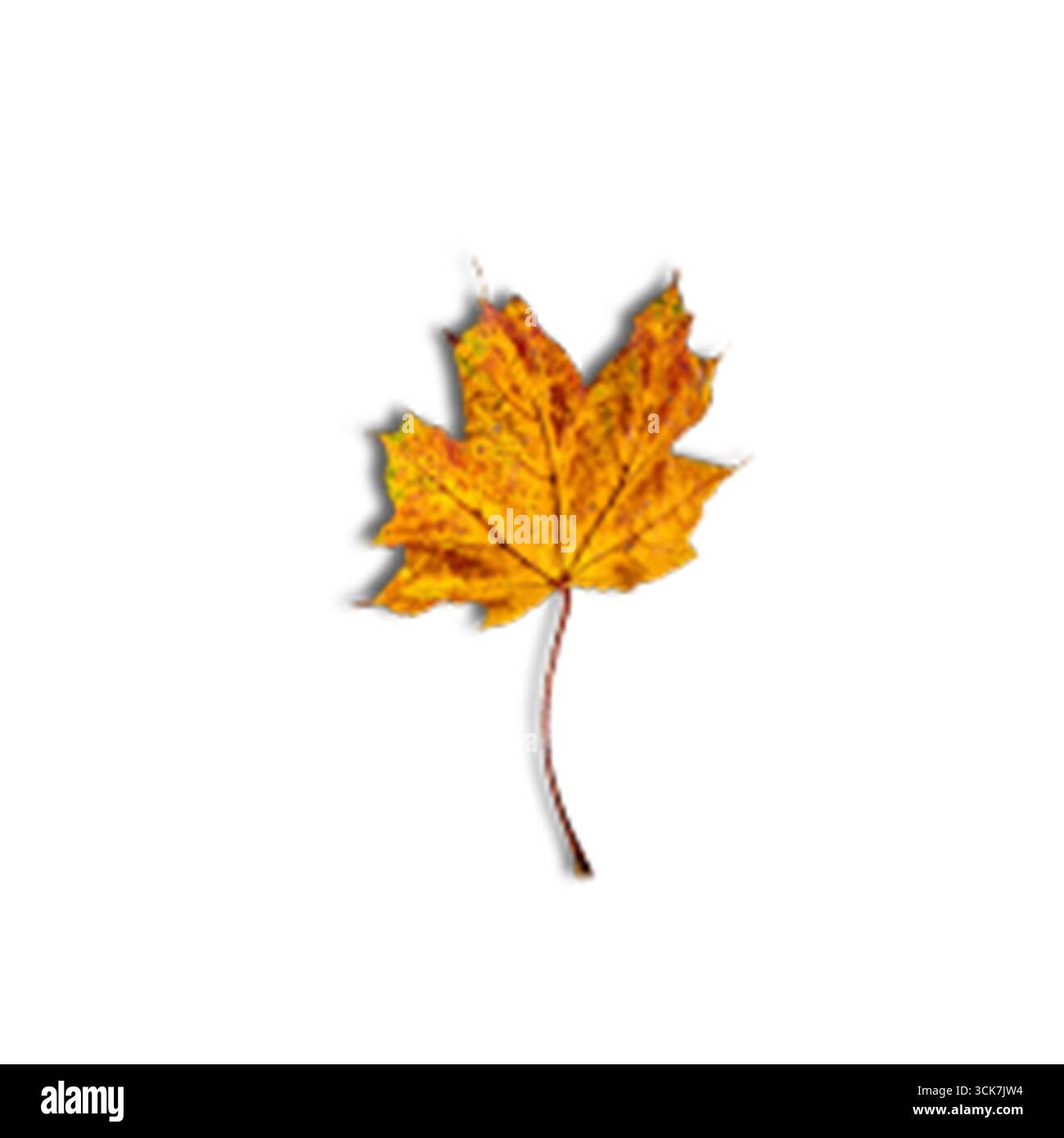 Une feuille d'érable jaune éclatante sur fond blanc, symbolisant l'automne et la beauté de la nature. Banque D'Images