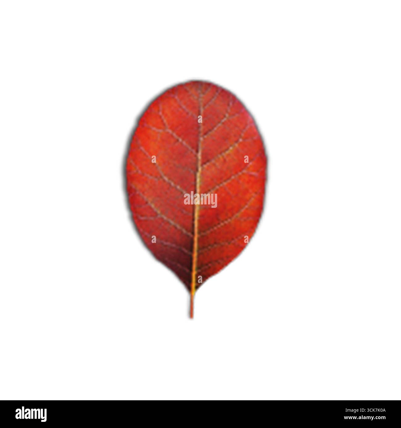Une feuille rouge éclatante présentant des motifs veineux complexes, symbolisant la beauté de la nature en automne. Banque D'Images