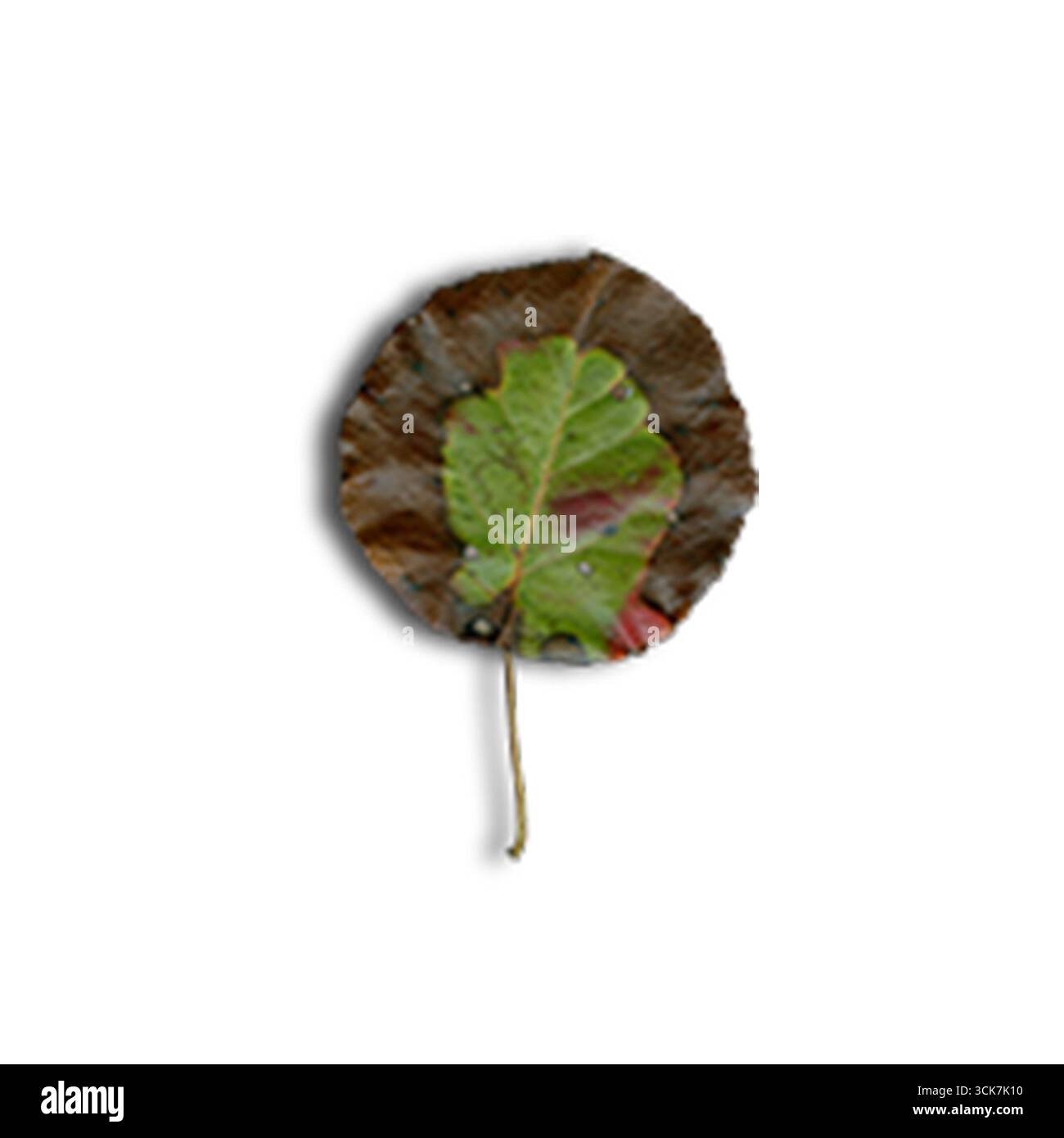 Une représentation créative d'une feuille combinée avec des plumes, mettant en valeur les textures et les couleurs de la nature. Banque D'Images