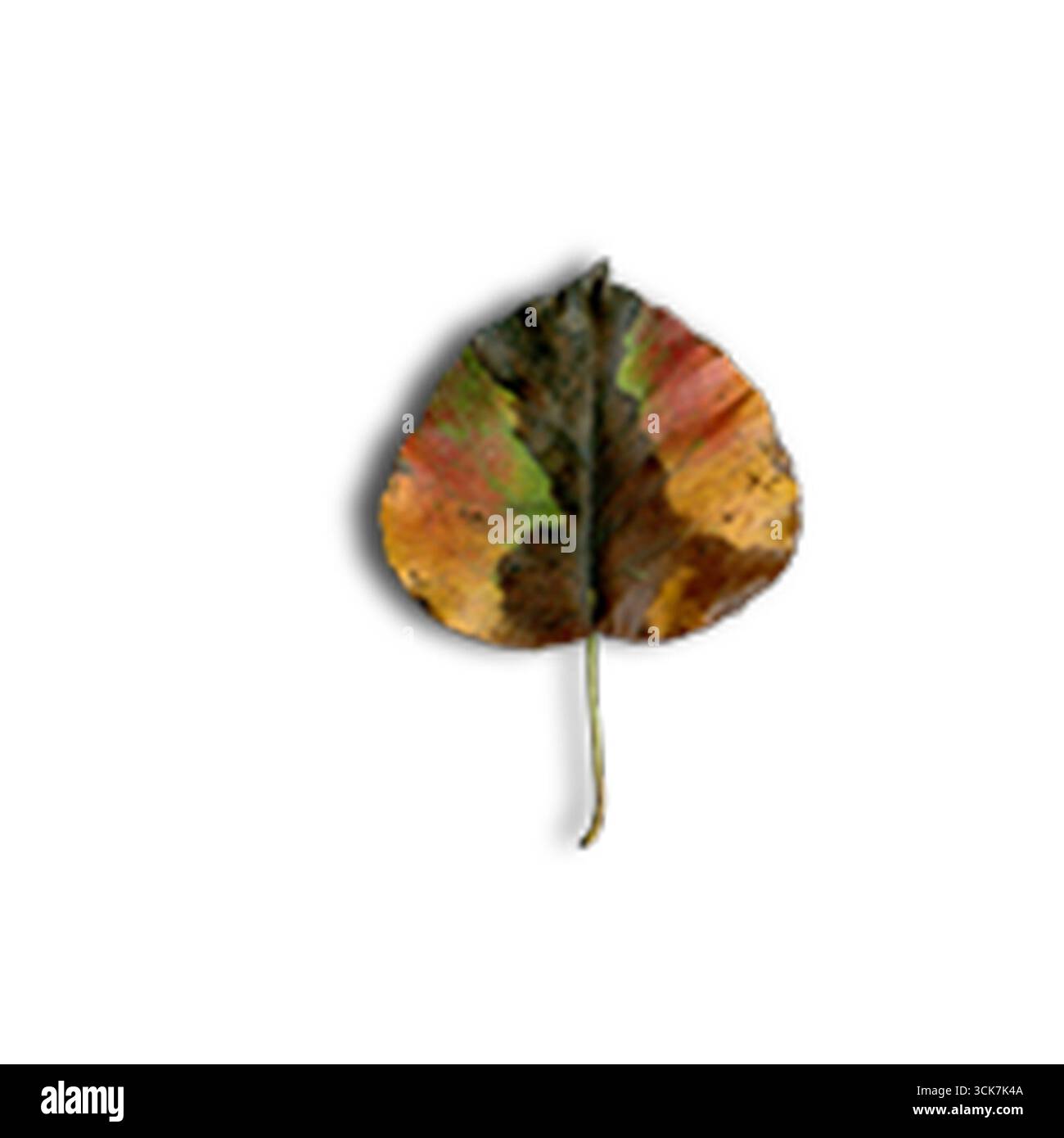 Une feuille colorée et séchée présentant des teintes automnales et des textures naturelles. Banque D'Images