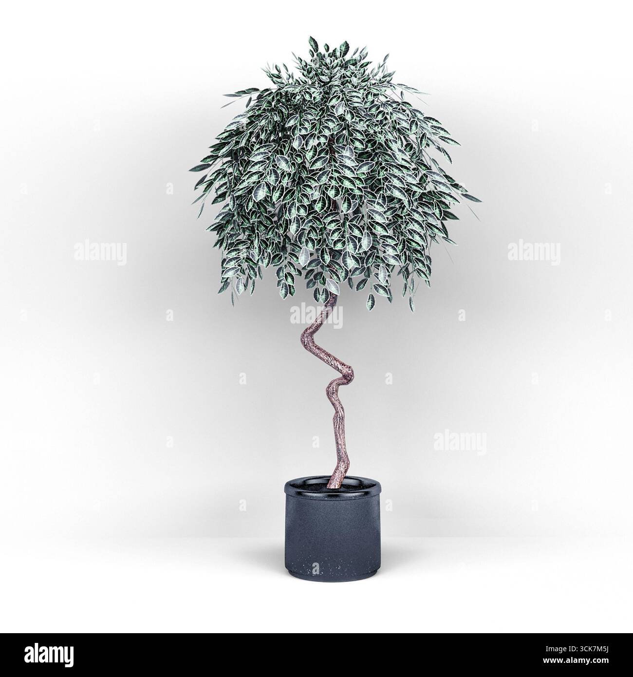 Une plante d'intérieur stylisée avec un tronc torsadé dans un pot moderne, idéal pour la décoration intérieure. Banque D'Images