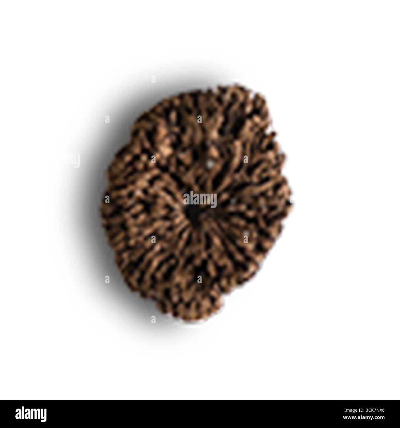 Objet texturé d'aspect organique ressemblant à une formation naturelle ou à une gousse de graines. Banque D'Images