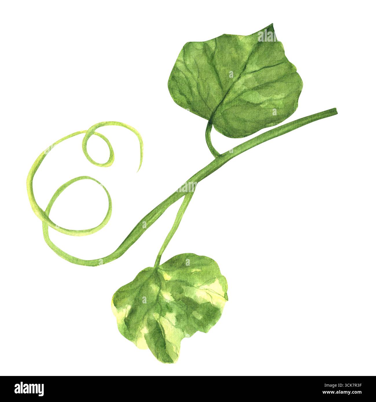 Tige de citrouille aquarelle avec des feuilles vertes. Plante de potager. Clipart de vacances de Thanksgiving. Illustration dessinée à la main pour décorer des recettes, imprimer Banque D'Images