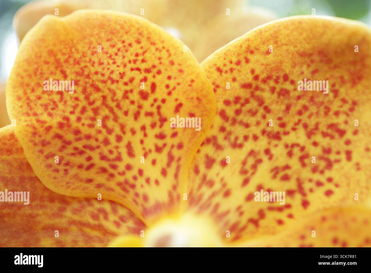 Orchid Macro texture, Fiery Vanda dans Close Bloom Banque D'Images