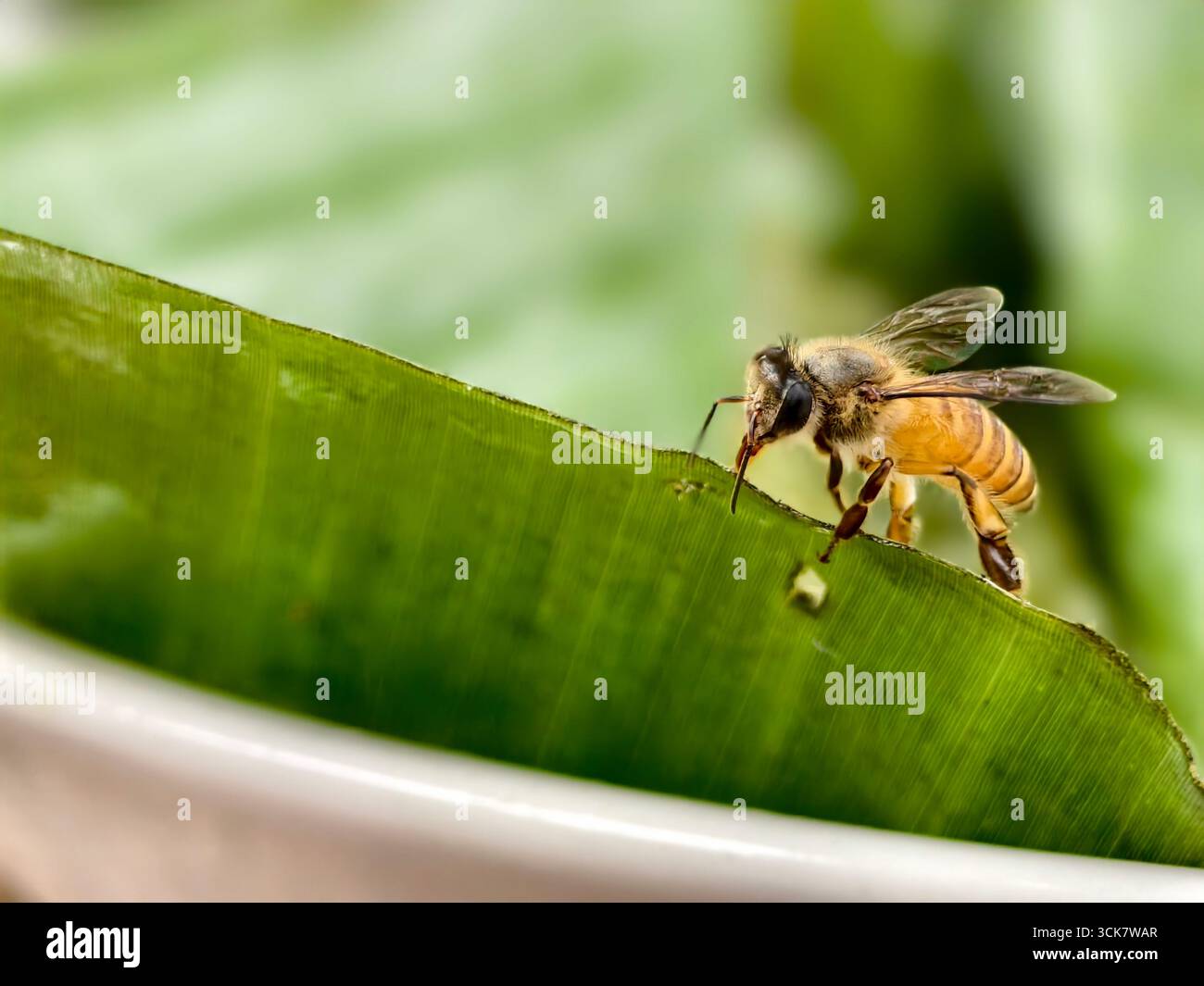 Un Honeybee boire de l'eau sur un bord de feuille Banque D'Images