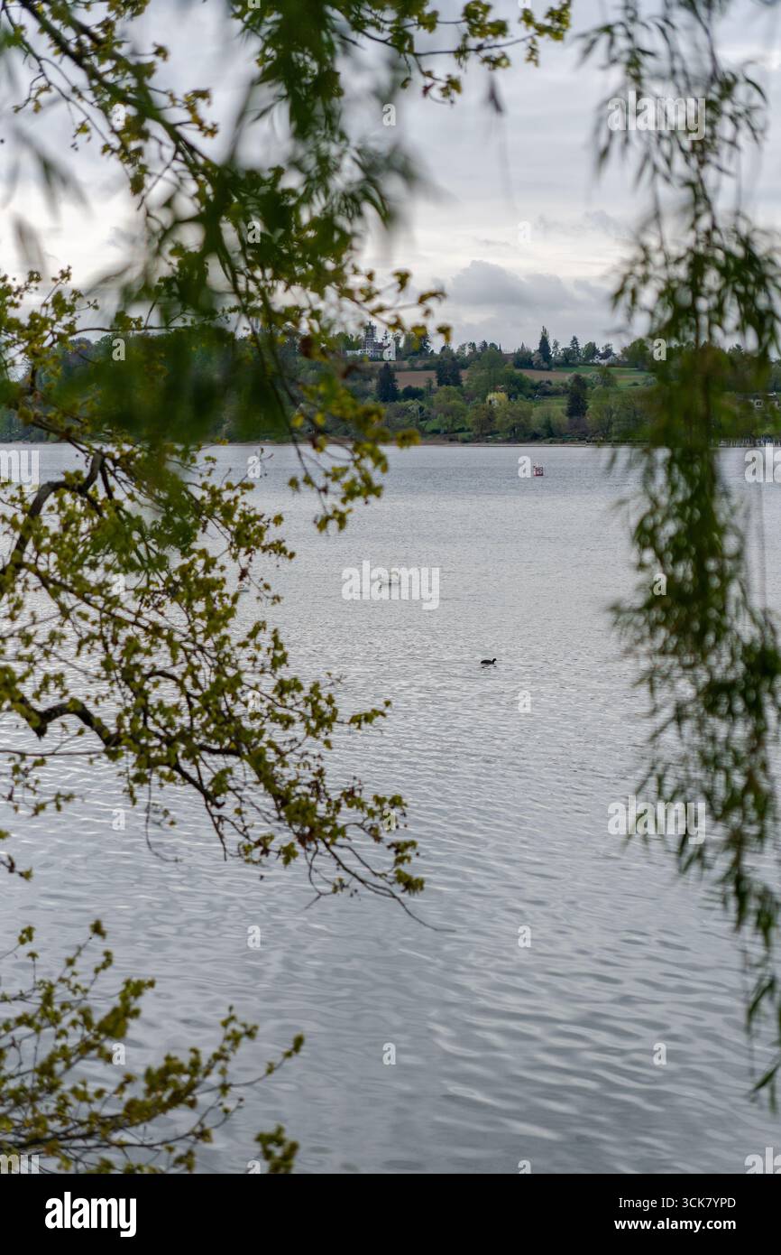 Vue sur le lac de Constance depuis l'île Mainau, encadrée par des branches d'arbres au premier plan sous un ciel nuageux. Banque D'Images