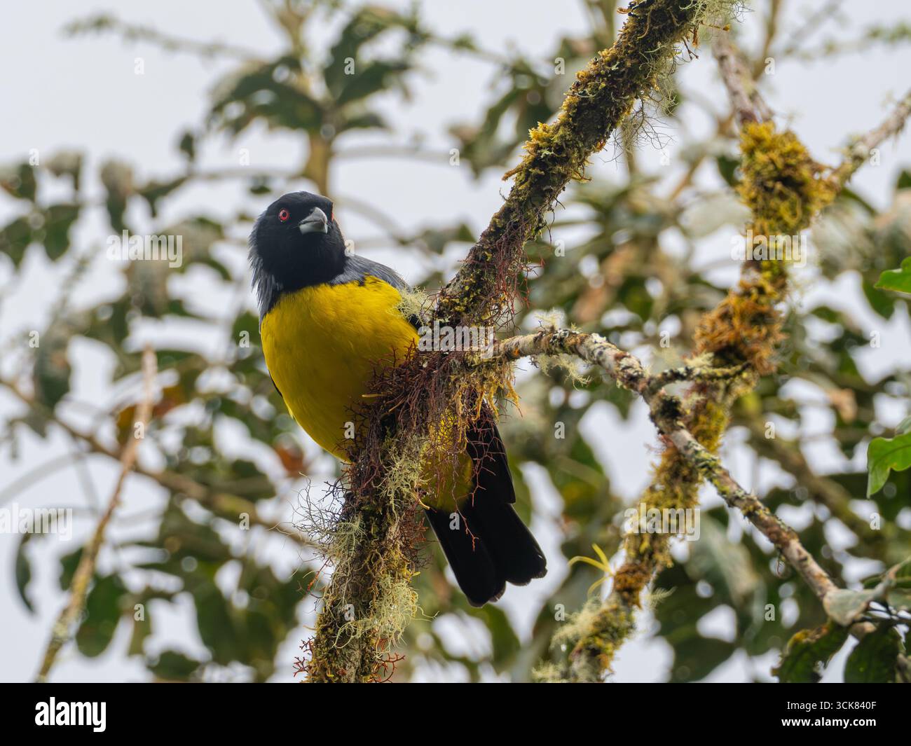 Hooded Mountain Tanager, Buthraupis montana, dans la forêt nuageuse de Casa Simpson, réserve de Jocotoco, Équateur Banque D'Images