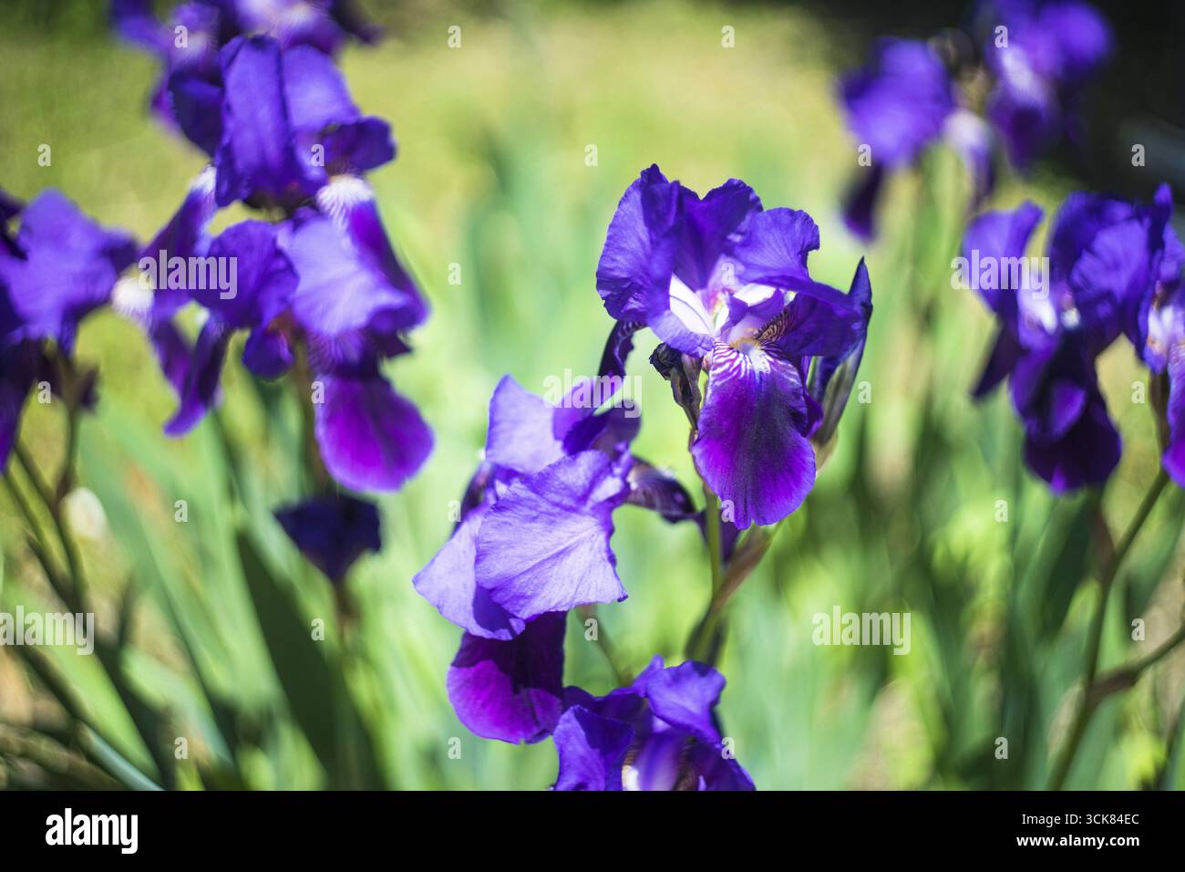 Blue iris fleurs dans un parc comme un printemps concept carte floral Banque D'Images