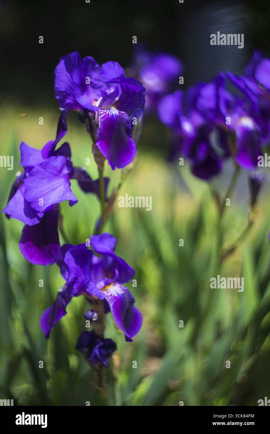 Blue iris fleurs dans un parc comme un printemps concept carte floral Banque D'Images