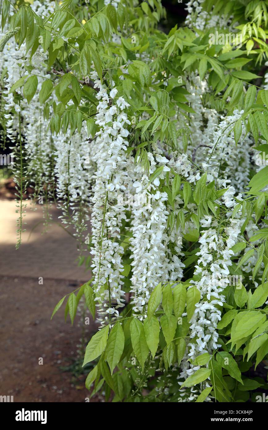White Wisteria Tree en floraison au printemps Surrey Angleterre Banque D'Images