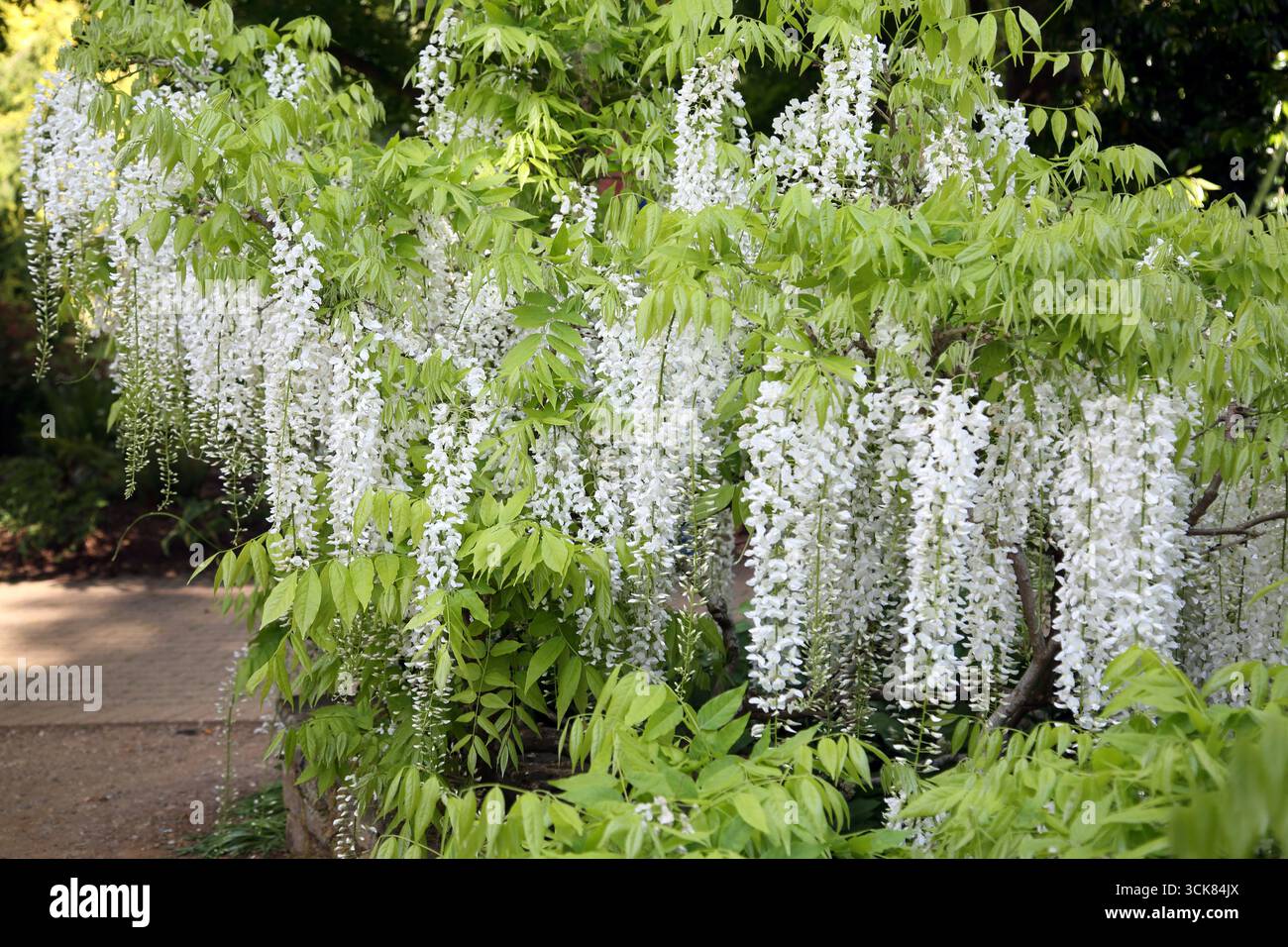 White Wisteria Tree en floraison au printemps Surrey Angleterre Banque D'Images