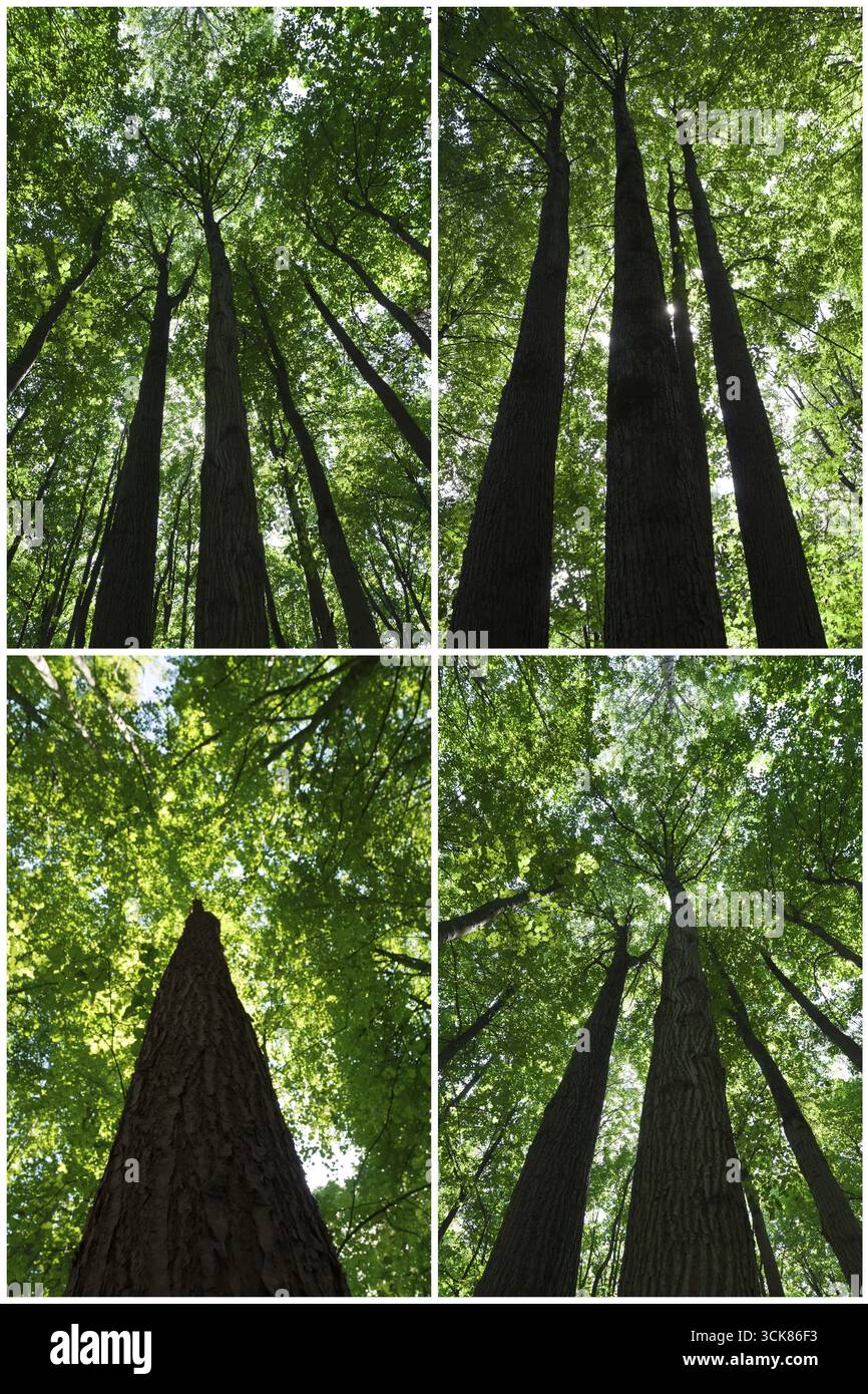 De belles photos de vert de la forêt aux beaux jours Banque D'Images