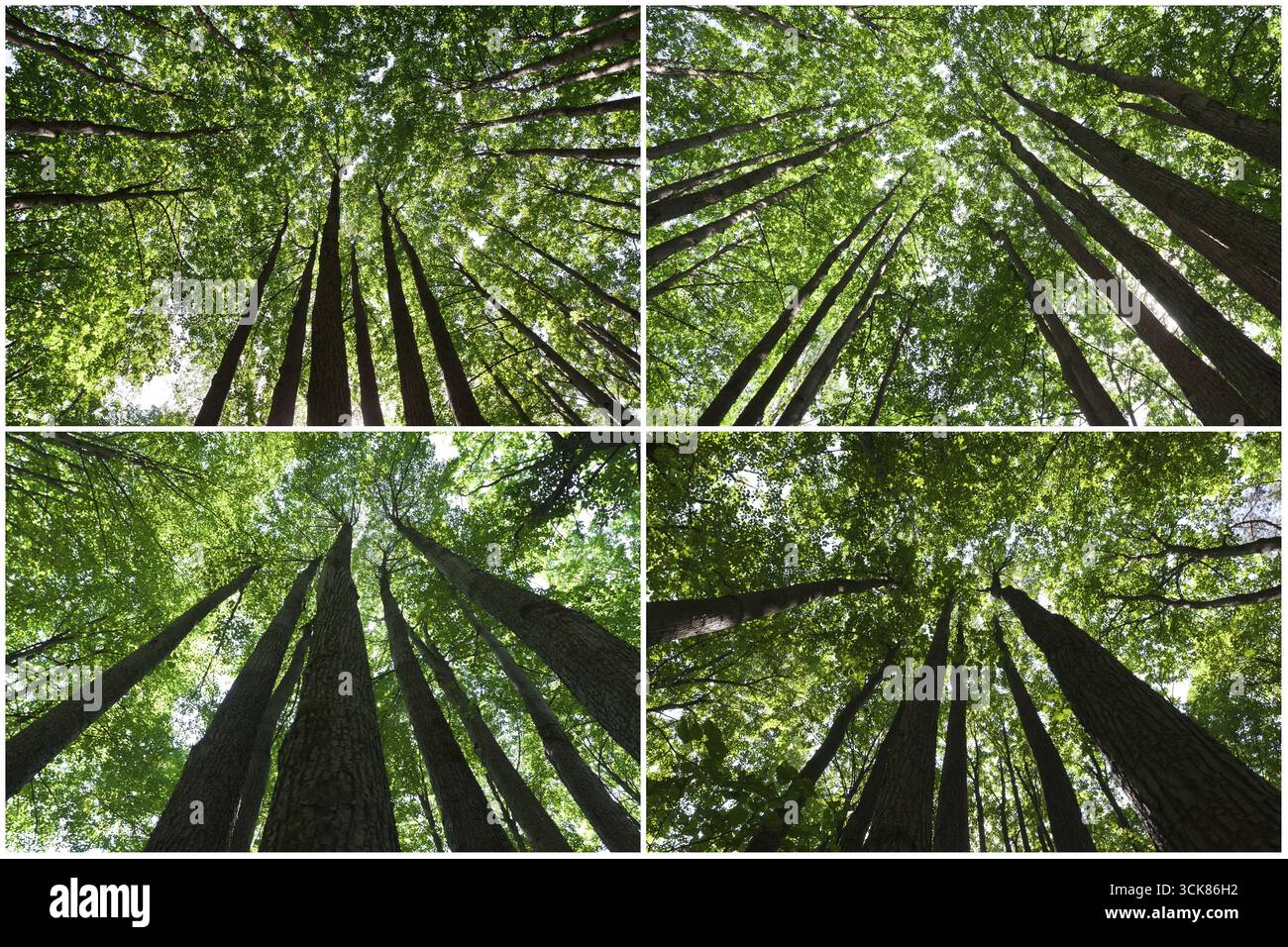 De belles photos de vert de la forêt aux beaux jours Banque D'Images