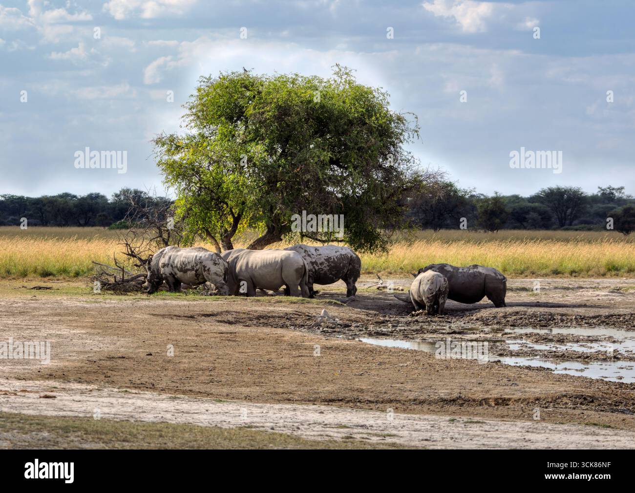 rhinocéros paissant dans la savane à l'ombre d'un arbre , près du point d'eau , safari africain dans la brousse Banque D'Images rhinocéros paissant dans la savane à l'ombre d'un arbre , près du point d'eau , safari africain dans la brousse Banque D'Images