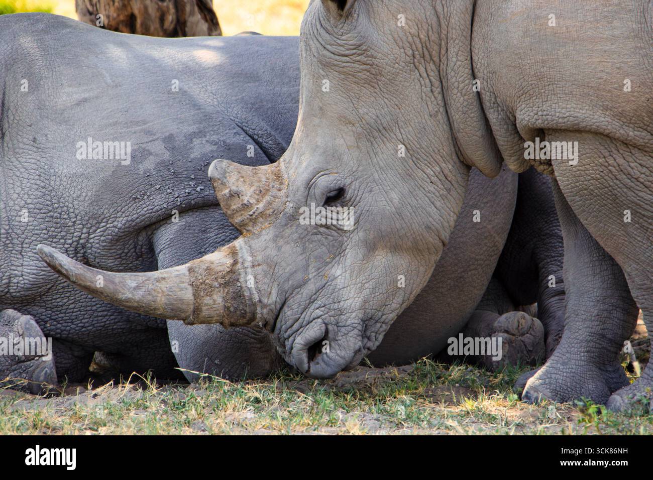 rhinocéros paissant dans la savane à l'ombre d'un arbre, safari africain dans la brousse Banque D'Images rhinocéros paissant dans la savane à l'ombre d'un arbre, safari africain dans la brousse Banque D'Images