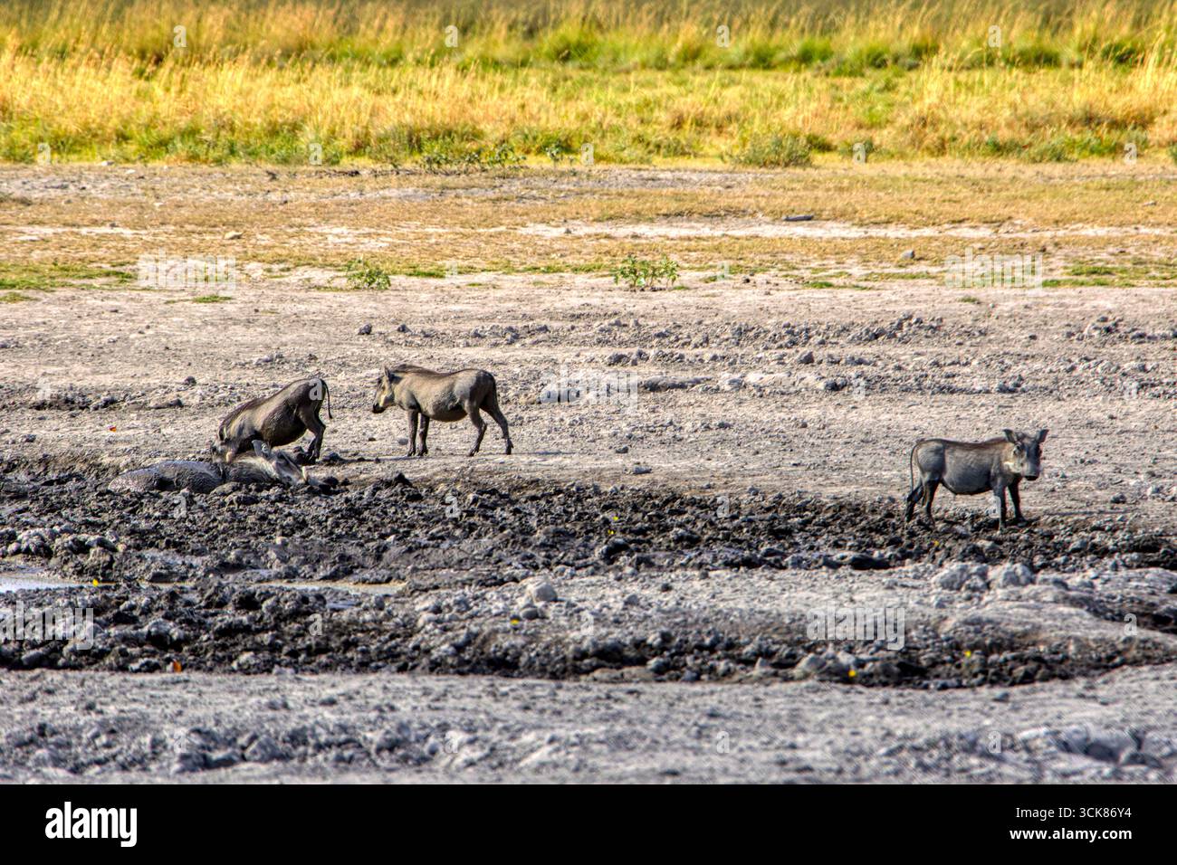 groupe familial commun sundevallii, jouant dans la boue dans la savane Banque D'Images groupe familial commun sundevallii, jouant dans la boue dans la savane Banque D'Images