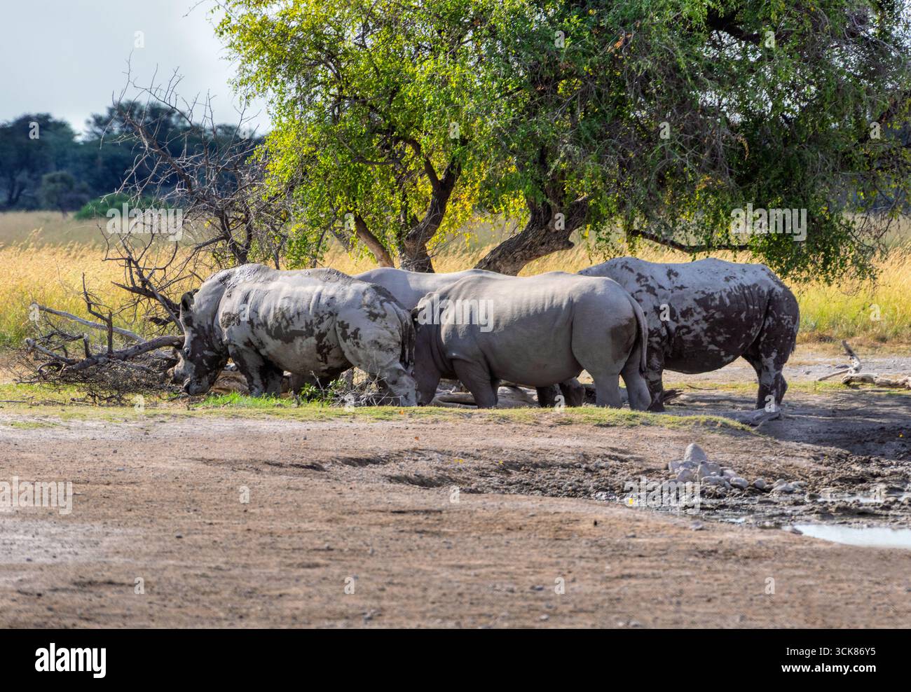 rhinocéros paissant dans la savane à l'ombre d'un arbre, safari africain dans la brousse Banque D'Images rhinocéros paissant dans la savane à l'ombre d'un arbre, safari africain dans la brousse Banque D'Images