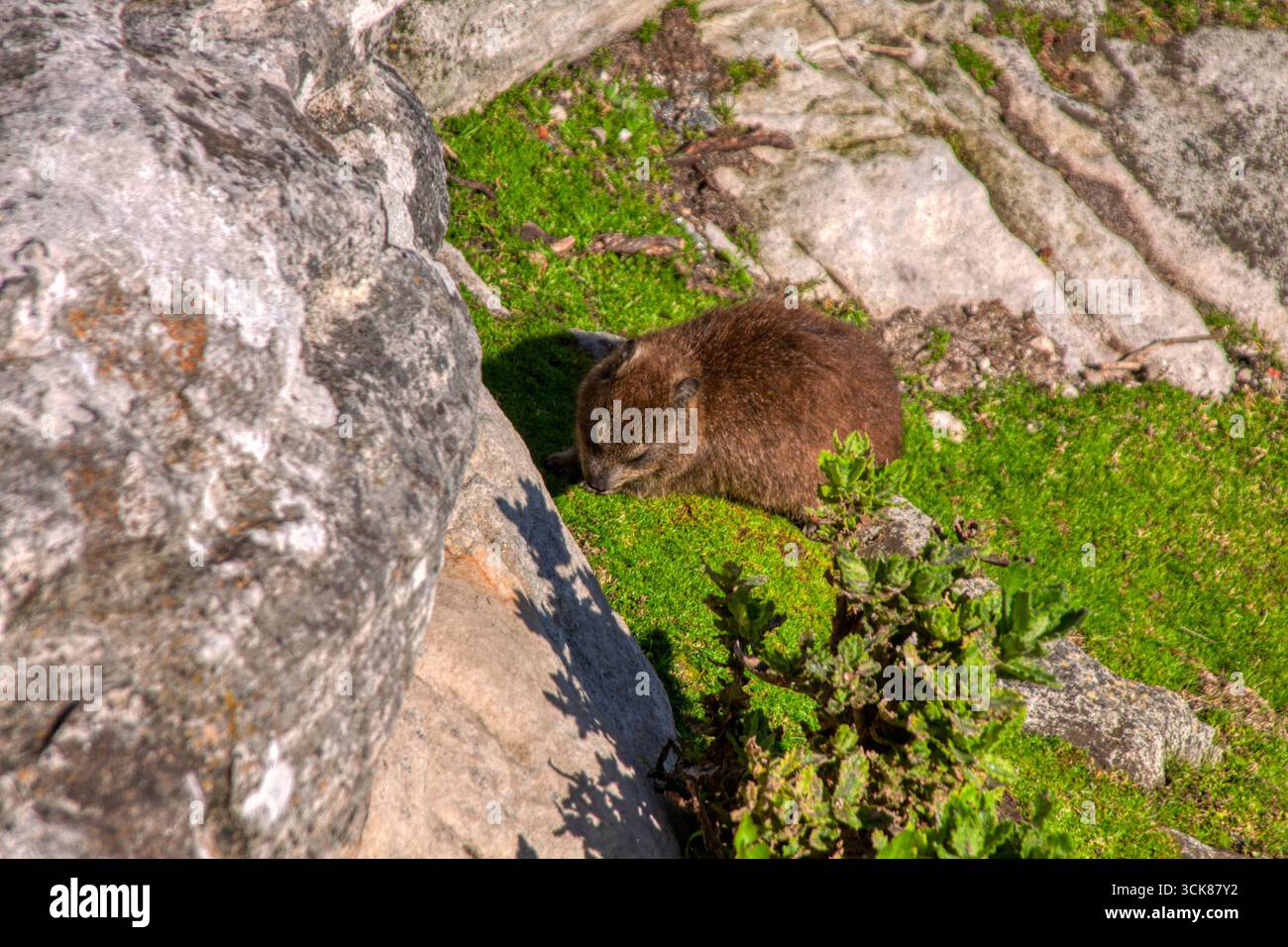 Rock hyrax, aussi appelé Dassie, Cape hyrax, Rock lapin, et coney, est un mammifère terrestre de taille moyenne originaire d'Afrique Banque D'Images Rock hyrax, aussi appelé Dassie, Cape hyrax, Rock lapin, et coney, est un mammifère terrestre de taille moyenne originaire d'Afrique Banque D'Images