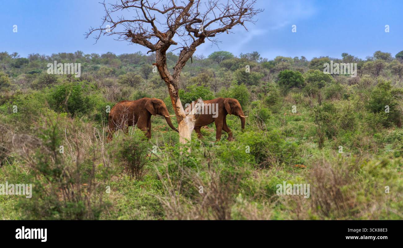 Deux éléphants marchant dans la brousse, près d'un arbre sec, herbe verte après les pluies, safari en Afrique du Sud Banque D'Images Deux éléphants marchant dans la brousse, près d'un arbre sec, herbe verte après les pluies, safari en Afrique du Sud Banque D'Images