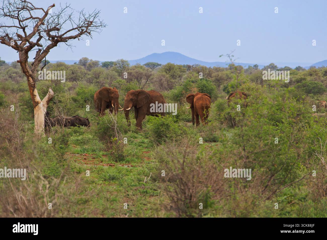 Quelques éléphants marchant dans la brousse, près d'un arbre sec, herbe verte après les pluies, safari en Afrique du Sud, gnous Banque D'Images Quelques éléphants marchant dans la brousse, près d'un arbre sec, herbe verte après les pluies, safari en Afrique du Sud, gnous Banque D'Images