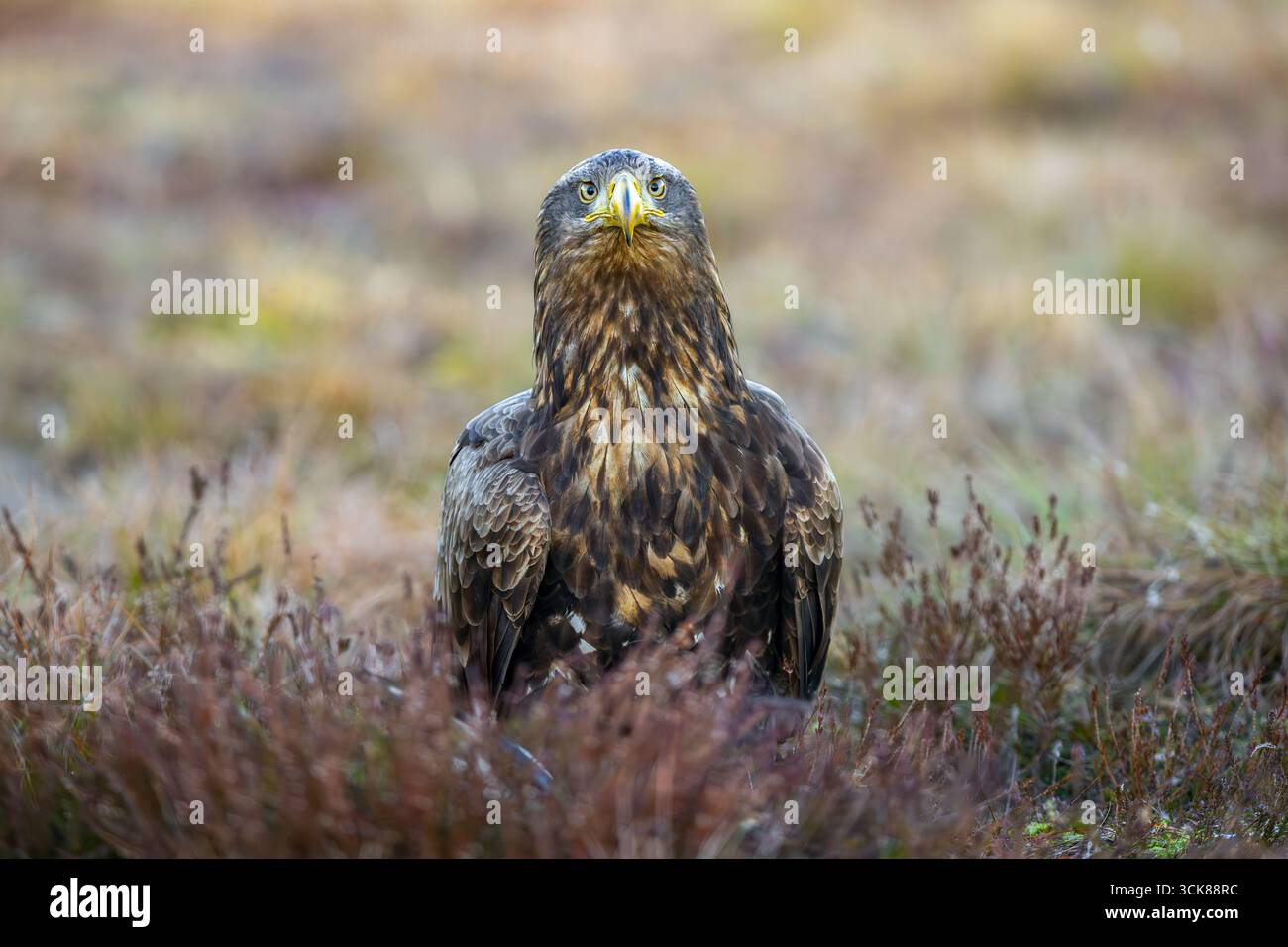 Aigle à queue blanche / Aigle de mer eurasien / erne (Haliaeetus albicilla) adulte assis sur le sol dans la lande / landes Banque D'Images