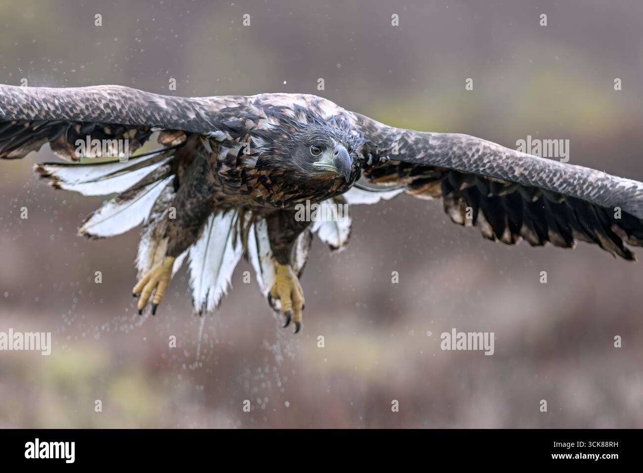Aigle à queue blanche / Aigle de mer eurasien / erne (Haliaeetus albicilla) tremper des juvéniles humides volant au-dessus de landes / landes sous la pluie Banque D'Images