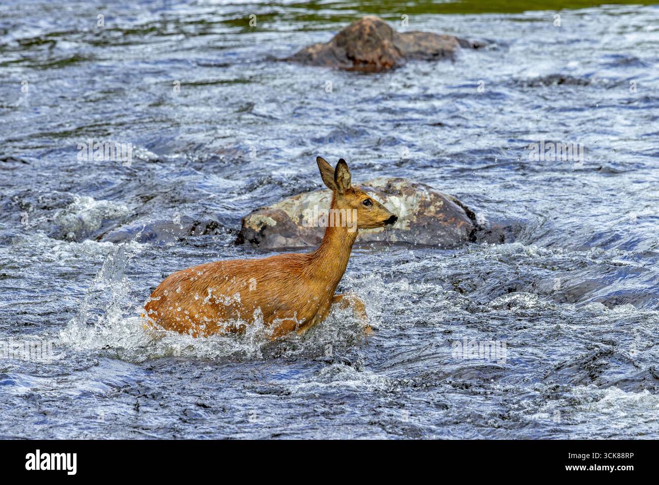 Chevreuil d'Europe (Capreolus capreolus) femelle / biche traversant l'eau à écoulement rapide du ruisseau / rivière au printemps Banque D'Images