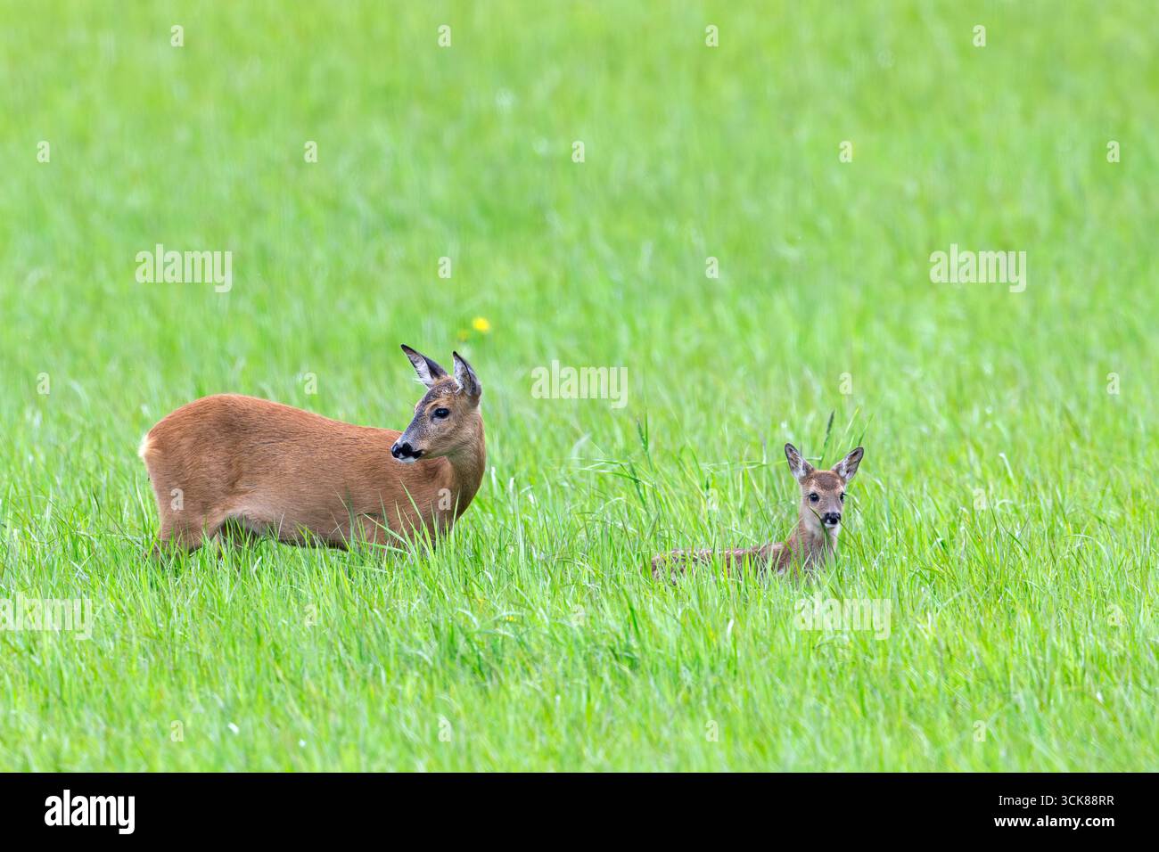 Chevreuil d'Europe (Capreolus capreolus) femelle / biche avec fauve simple se forgeant dans la prairie / prairie au printemps Banque D'Images