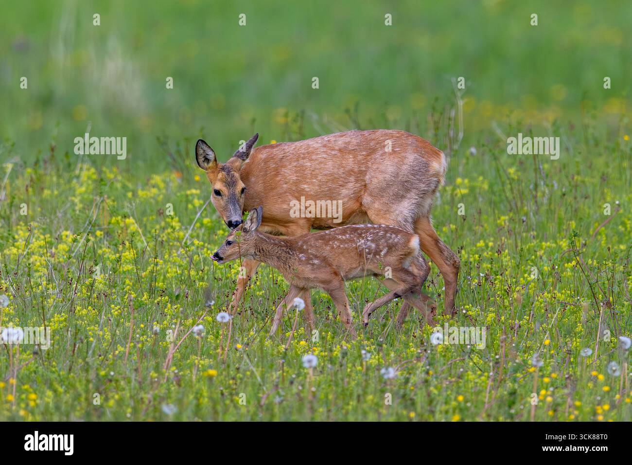 Chevreuil d'Europe (Capreolus capreolus) femelle / biche reniflant faon simple dans la prairie / prairie avec des fleurs sauvages au printemps Banque D'Images