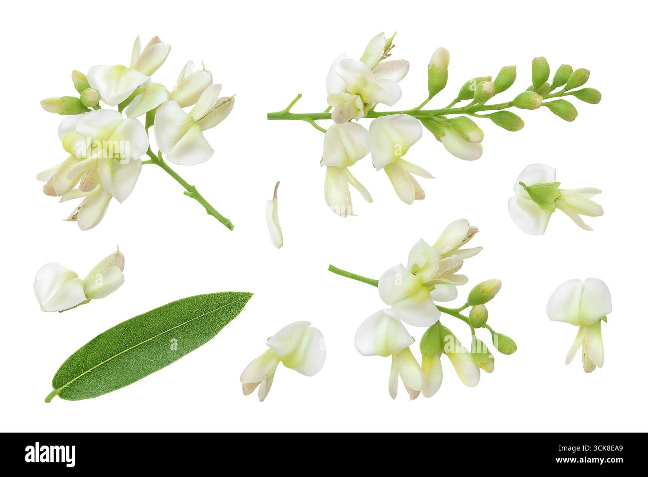 Fleurs de Sophora japonica ou Styphnolobium japonicum isolées sur fond blanc Banque D'Images