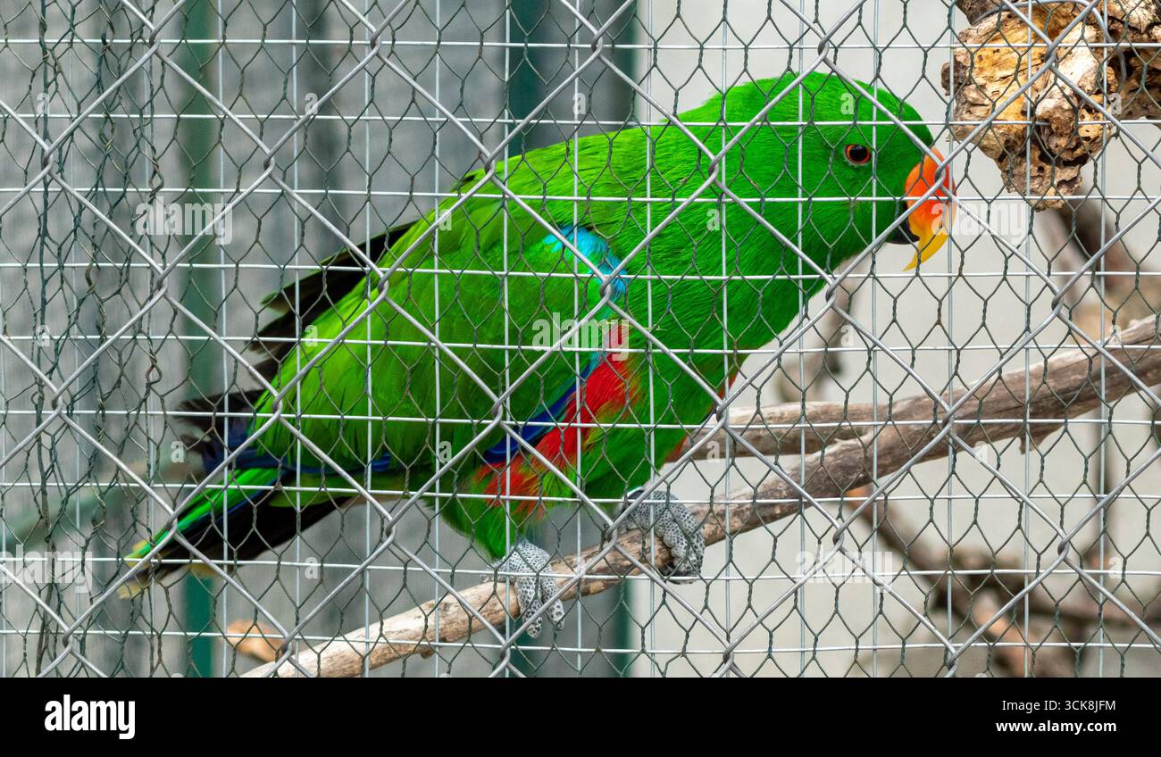 Gros plan de perroquet exotique avec un plumage vert saisissant et un bec rouge-orange reposant calmement sur un perchoir en bois Banque D'Images