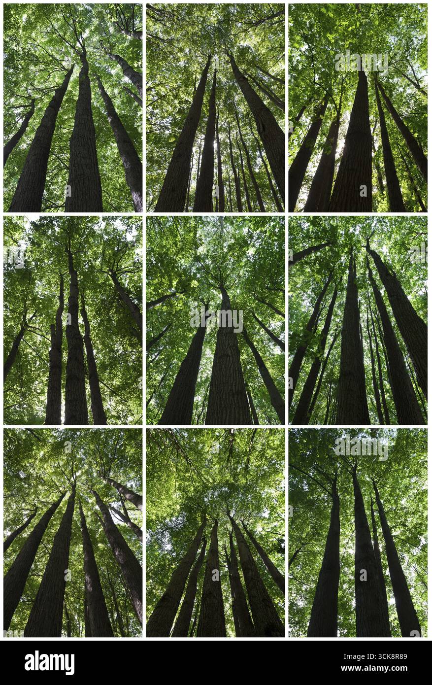 De belles photos de vert de la forêt aux beaux jours Banque D'Images