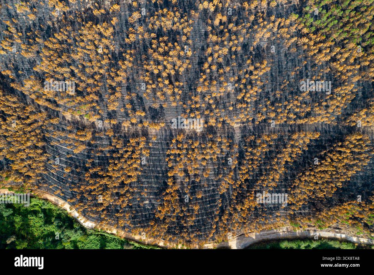 Le contraste frappant entre une forêt brûlée et une forêt verte saine, contraste environnemental Banque D'Images
