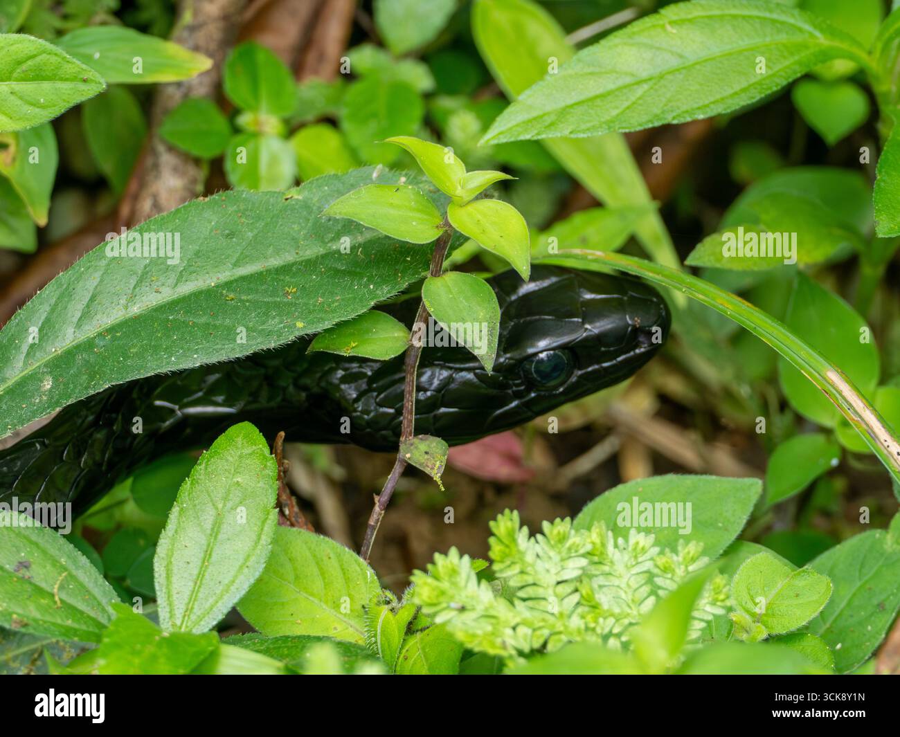 Ecuador Sipo, Chironius grandisquamis, un serpent noir à la loge Umbrellabird, El Oro, Équateur Banque D'Images