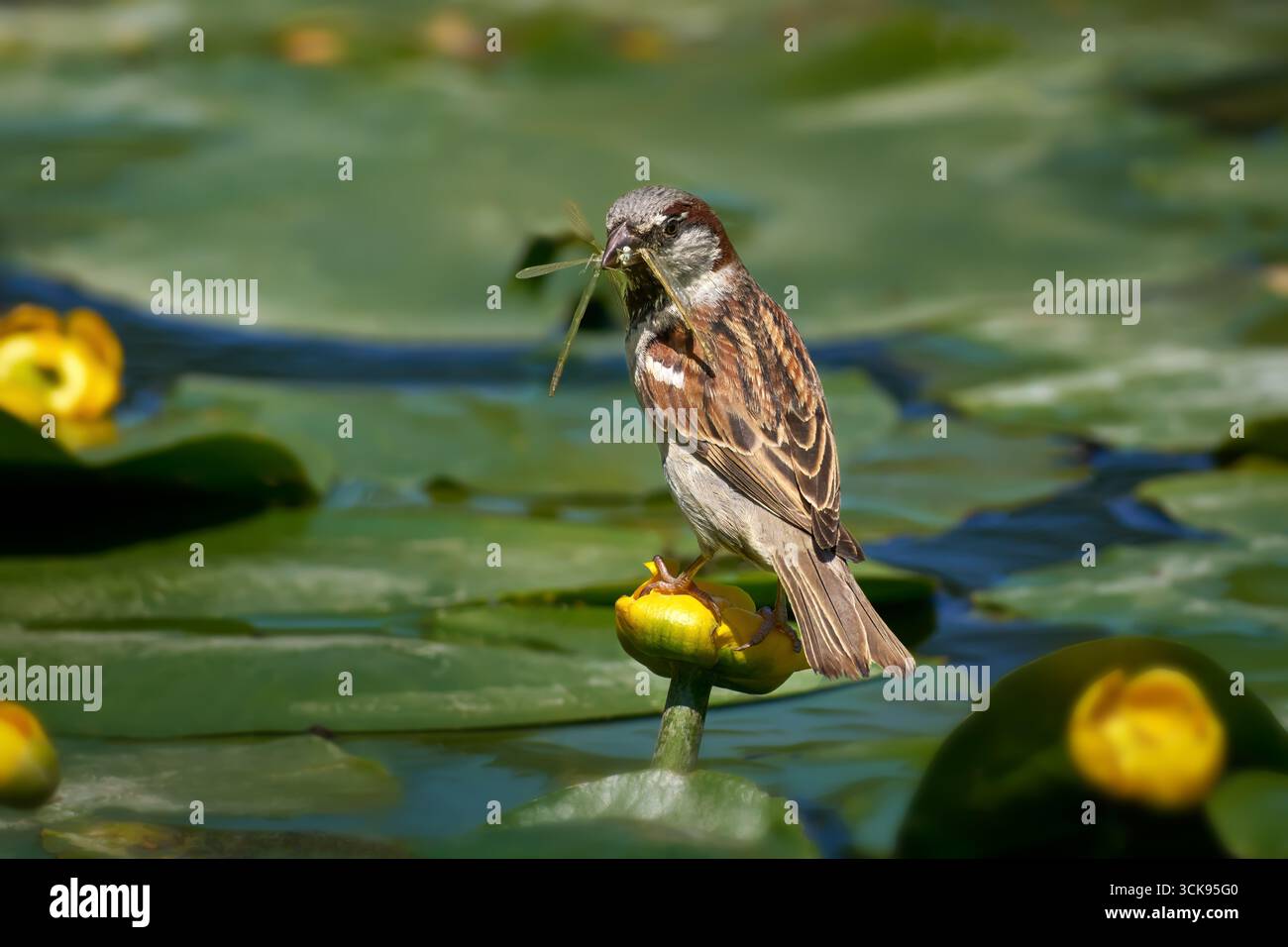 Moineau domestique (passer domesticus) mâle avec libellule capturée debout sur le nénuphar jaune Banque D'Images