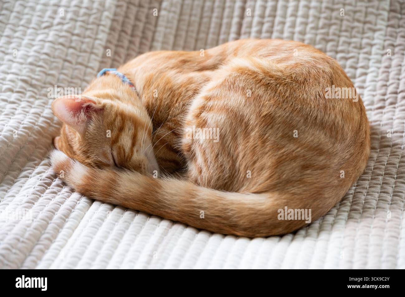 Chat orange endormi se boucle en boule serrée sur une couverture douce, profitant d'un moment paisible de repos et de confort. Banque D'Images