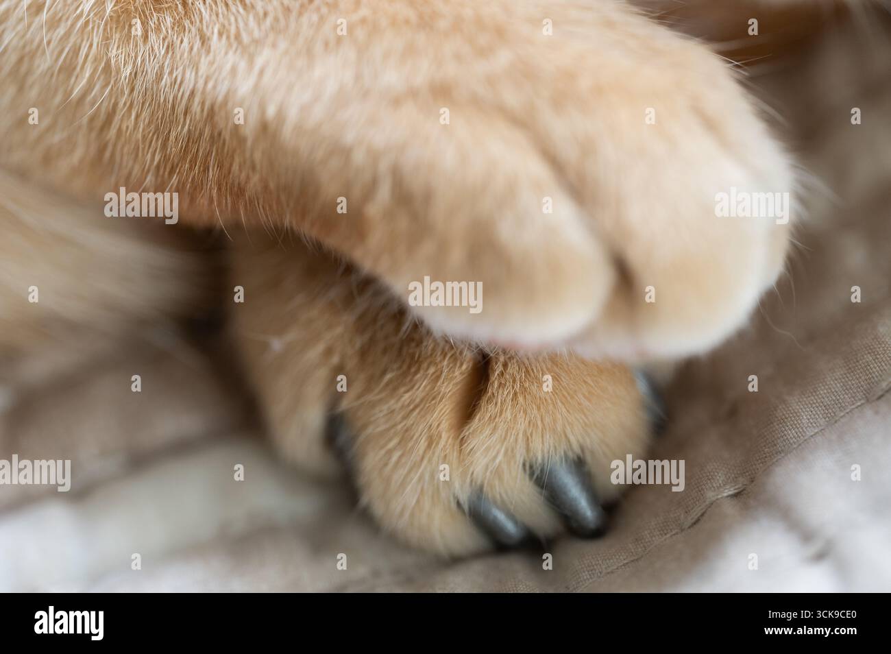 Deux pattes de chat douces et fourrées reposant sur une surface texturée créent une ambiance paisible, mettant en valeur un moment de détente et de tranquillité. Banque D'Images