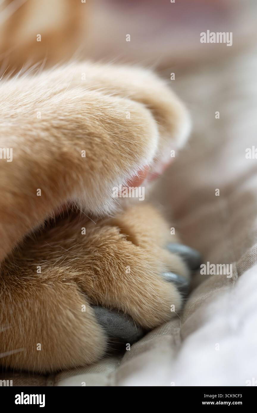 Vue rapprochée de pattes délicates avec une fourrure douce, reposant confortablement sur une couverture confortable, transmettant un sentiment de tranquillité et de chaleur. Banque D'Images