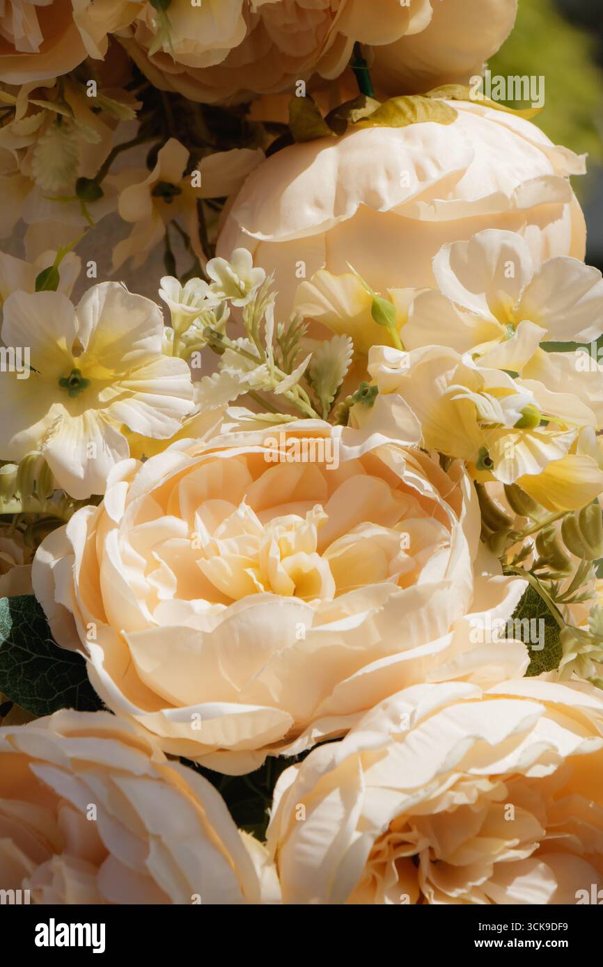 Macro gros plan de fleurs de pivoine de couleur crème avec des pétales superposés entourés de petites fleurs blanches. Bouquet floral élégant, parfait pour les mariages, déc Banque D'Images