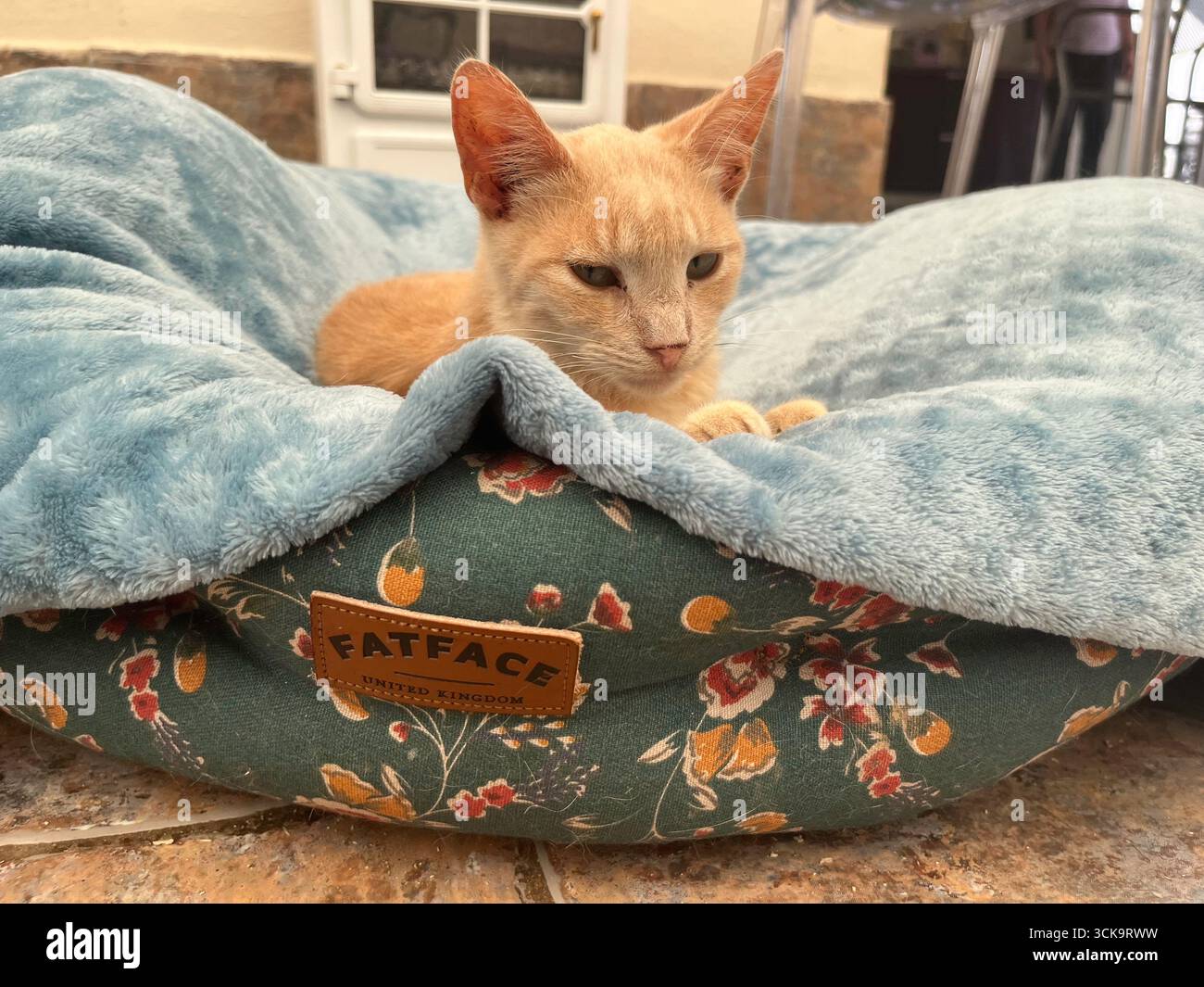 Douglas, Île de Man 08,05,2023 Cat est allongé sur un lit de chat bleu et vert avec un logo Fatface dessus. Le chat est orange et il est détendu île de Man - Banque D'Images