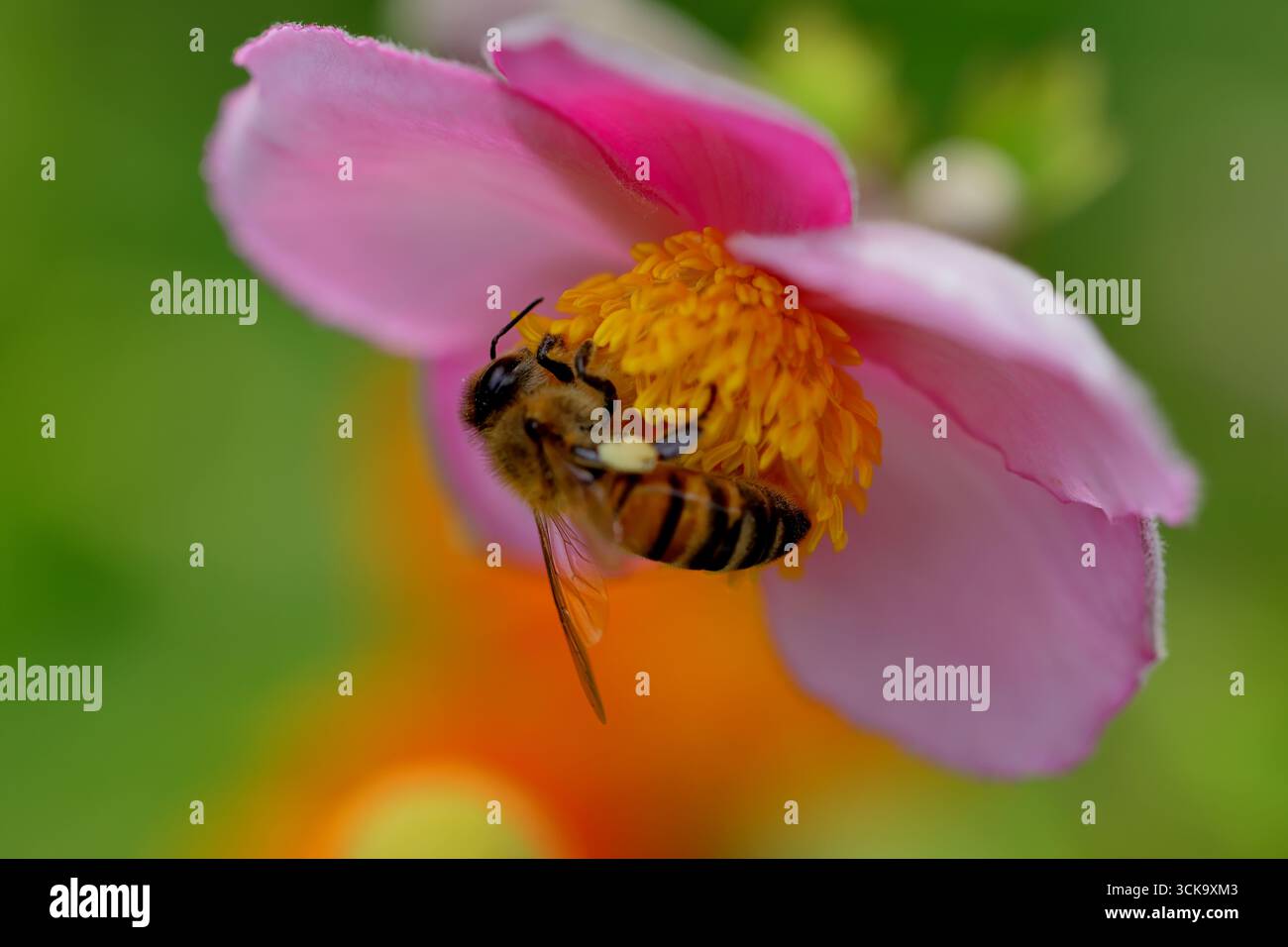 Honeybee recueille le nectar sur l'anémone japonaise rose, étamines jaunes autour, panier de pollen visible sur la patte arrière, vue macro avec bokeh vert à la lumière du jour. Banque D'Images Honeybee recueille le nectar sur l'anémone japonaise rose, étamines jaunes autour, panier de pollen visible sur la patte arrière, vue macro avec bokeh vert à la lumière du jour. Banque D'Images