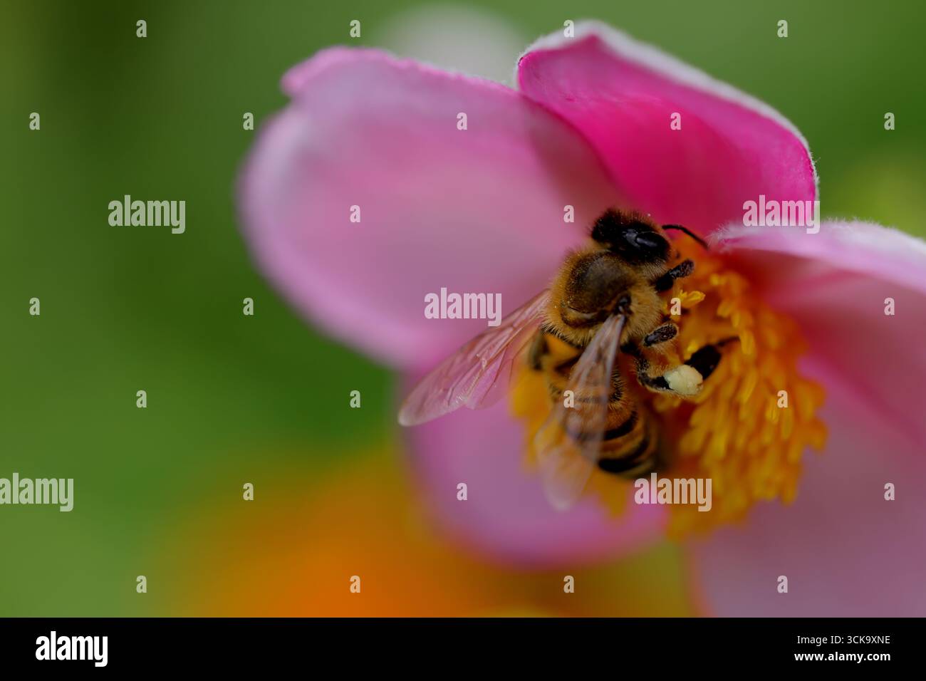 Abeille travaillant à l'intérieur d'une anémone japonaise rose, pétales courbés encadrant des étamines jaunes, panier de pollen sur la patte arrière, vue macro avec bokeh vert doux. Banque D'Images