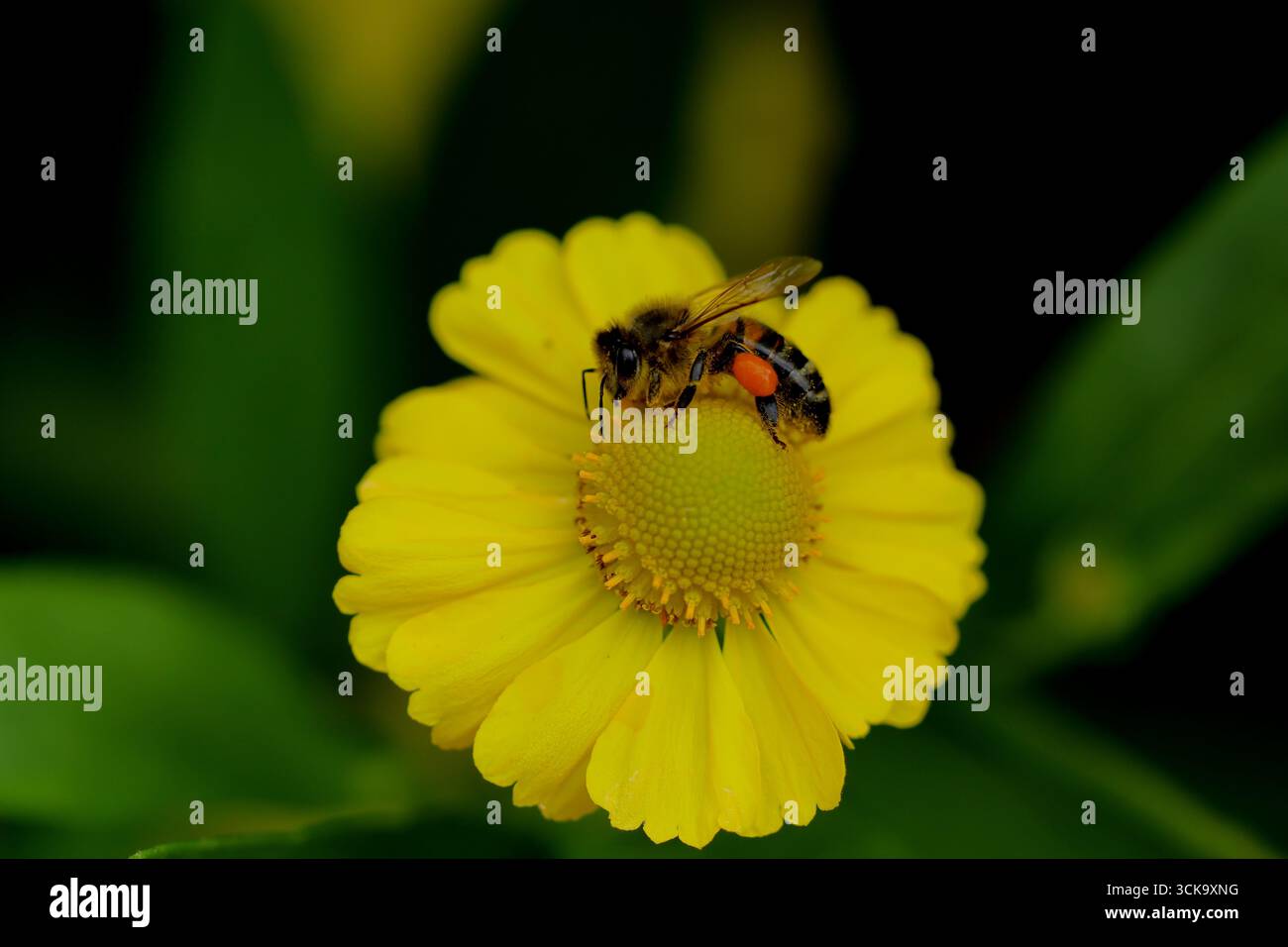 Abeille sur fleur d'éneezeweed jaune, charge de pollen orange sur la patte arrière visible, vue macro avec disque central et pétales rayonnants contre le feuillage foncé. Banque D'Images