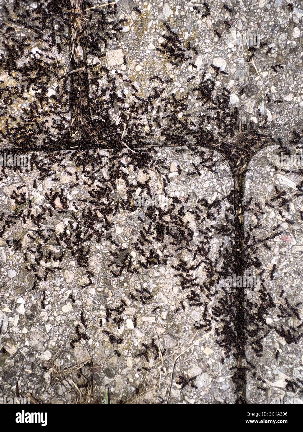 Un essaim de centaines de fourmis traversent les pierres grises du patio avec un sentiment d'urgence, peut-être pour déplacer le nid ou rapporter de la nourriture. Banque D'Images