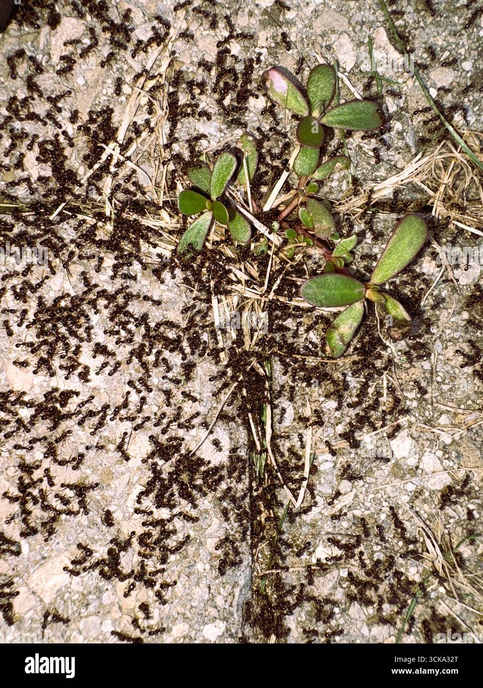 Un essaim de centaines de fourmis traversent les pierres grises du patio avec un sentiment d'urgence, peut-être pour déplacer le nid ou rapporter de la nourriture. Banque D'Images