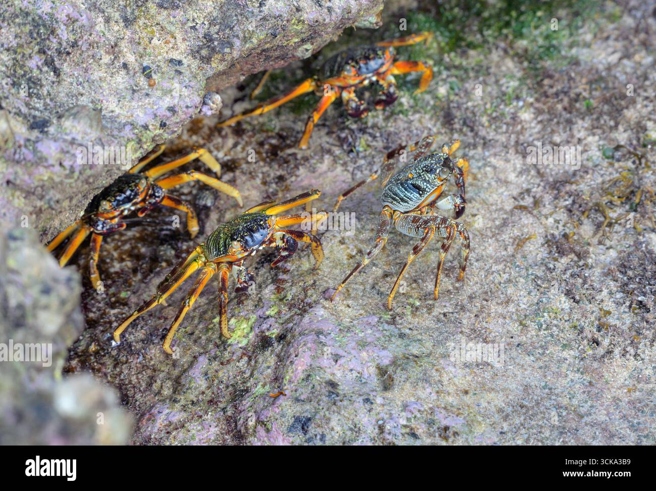 Plusieurs crabes rocheux à coquille mince ou crabes à pieds légers Natal sally (Grapsus tenuicrustatus), sur une roche corallienne, comté de Kilifi, Watamu, côte du Kenya. Banque D'Images