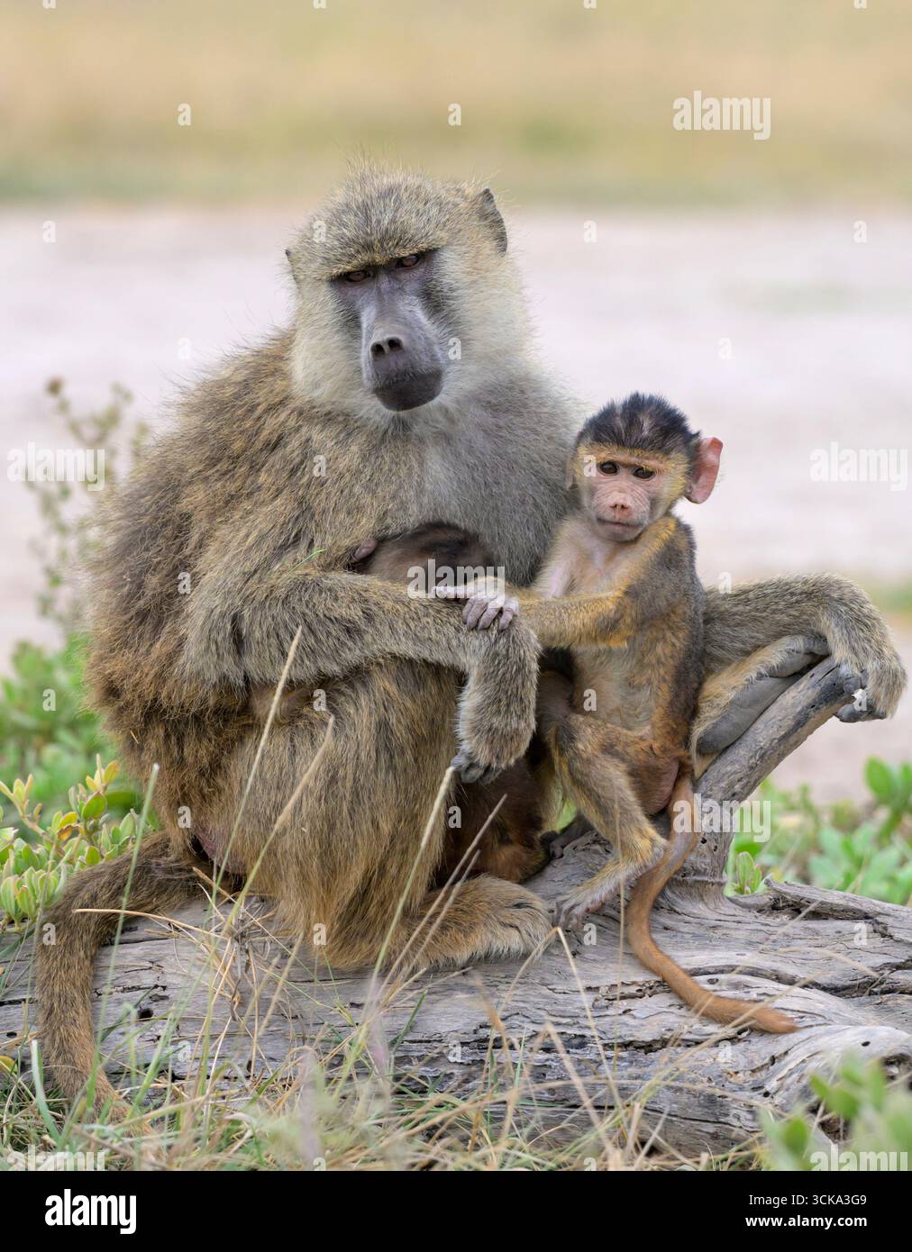 Femelle de babouin jaune (Papio cynocephalus) avec bébés, parc national d'Amboseli, Kenya. Banque D'Images