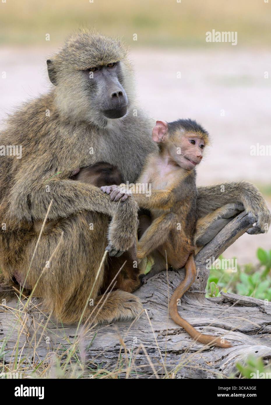 Femelle de babouin jaune (Papio cynocephalus) avec bébés, parc national d'Amboseli, Kenya. Banque D'Images