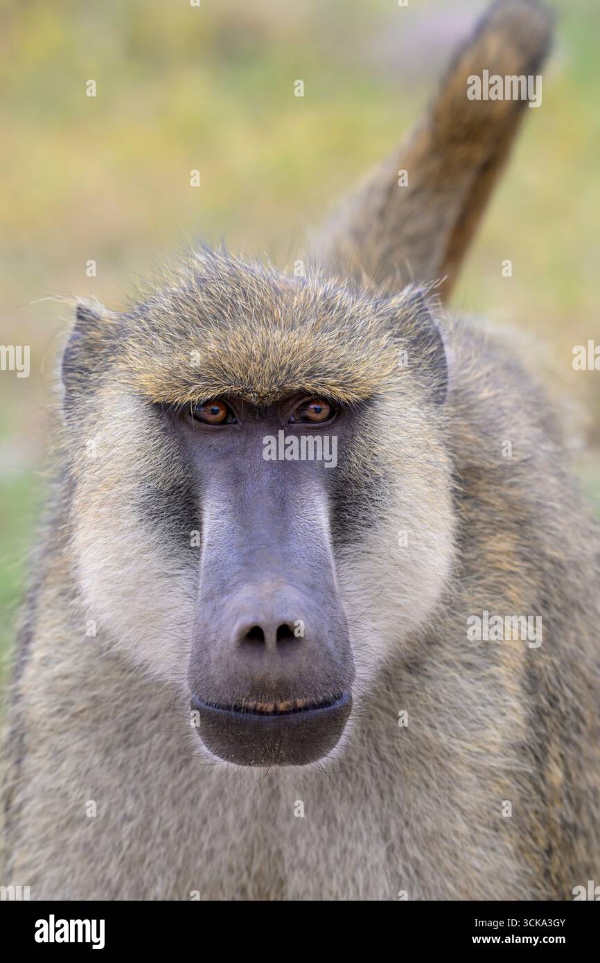 Portrait masculin de babouin jaune (Papio cynocephalus), parc national d'Amboseli, Kenya. Banque D'Images